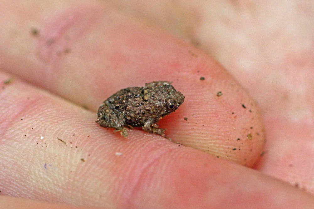 Scaphiophryne Marmorata
