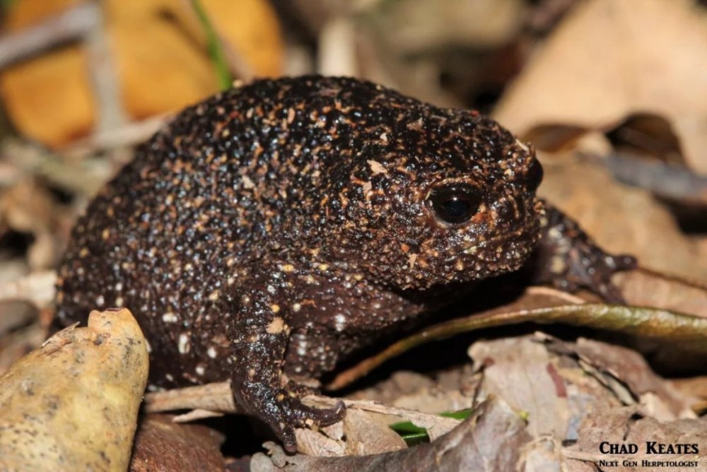 Breviceps acutirostris