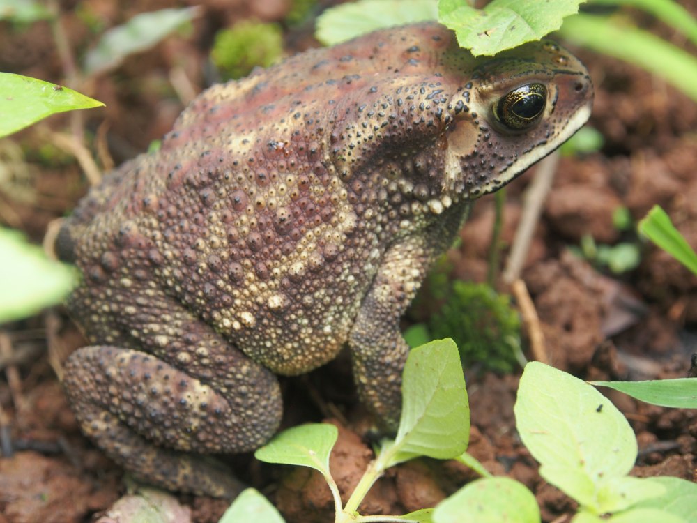 Duttaphrynus SP