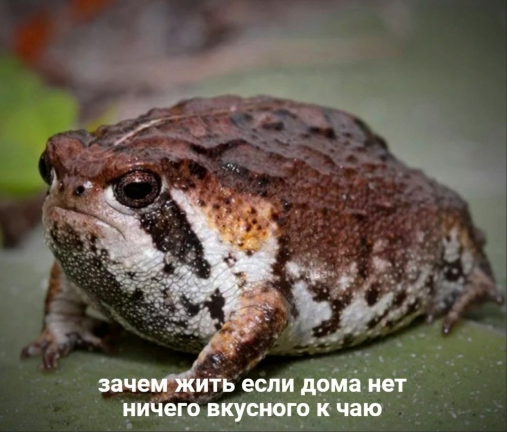 Земляничный узкорот