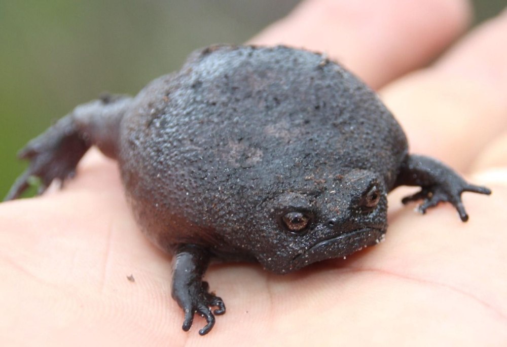 Черная дождевая / breviceps fuscus