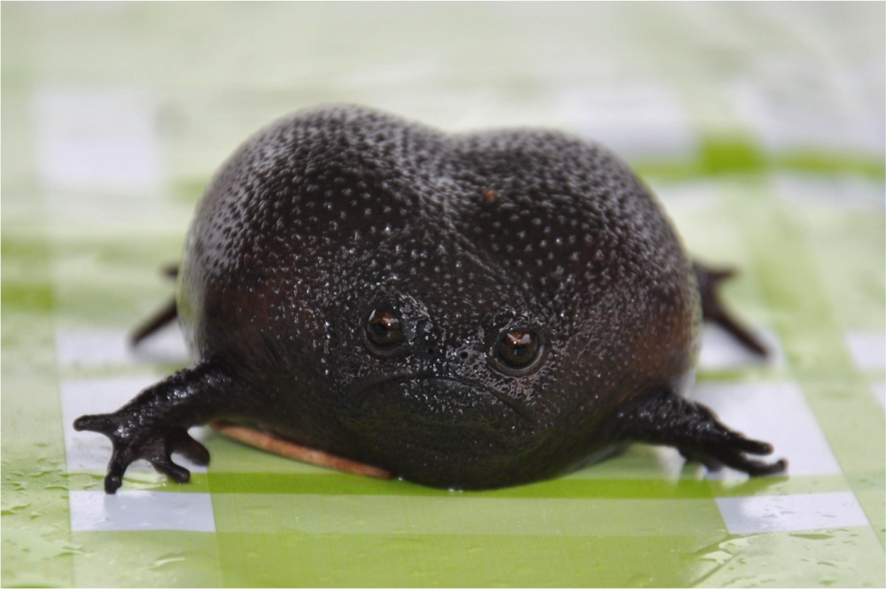 Черная дождевая лягушка breviceps fuscus