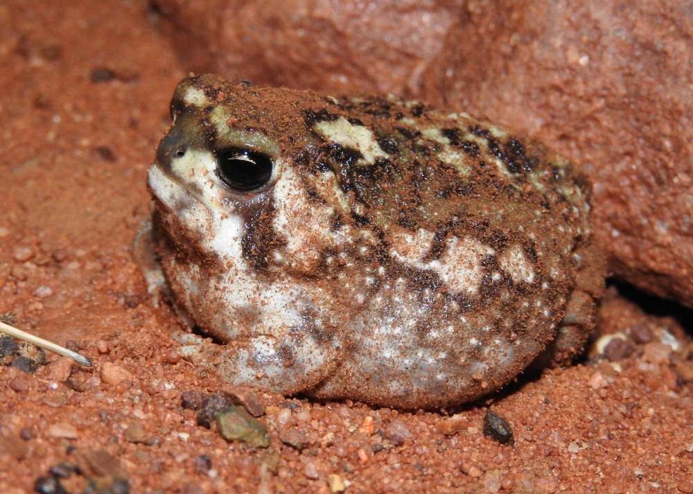 Африканский узкорот (breviceps Namaquensis)