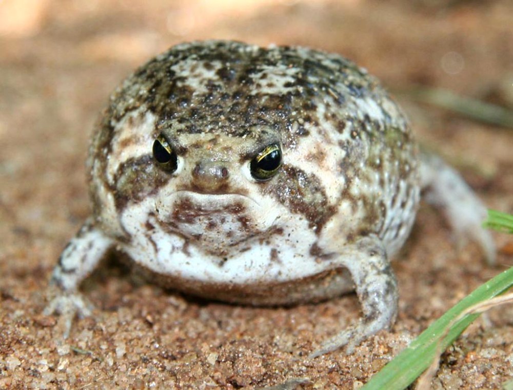 Капский узкорот