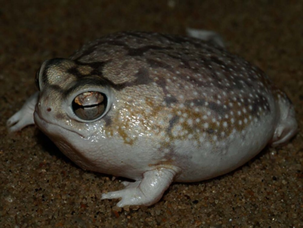 Капский узкорот
