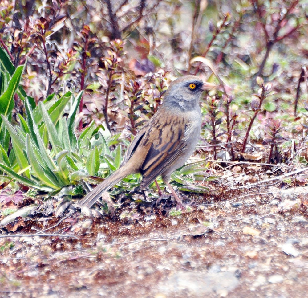 Volcano Junco (пёстрый Юнко)