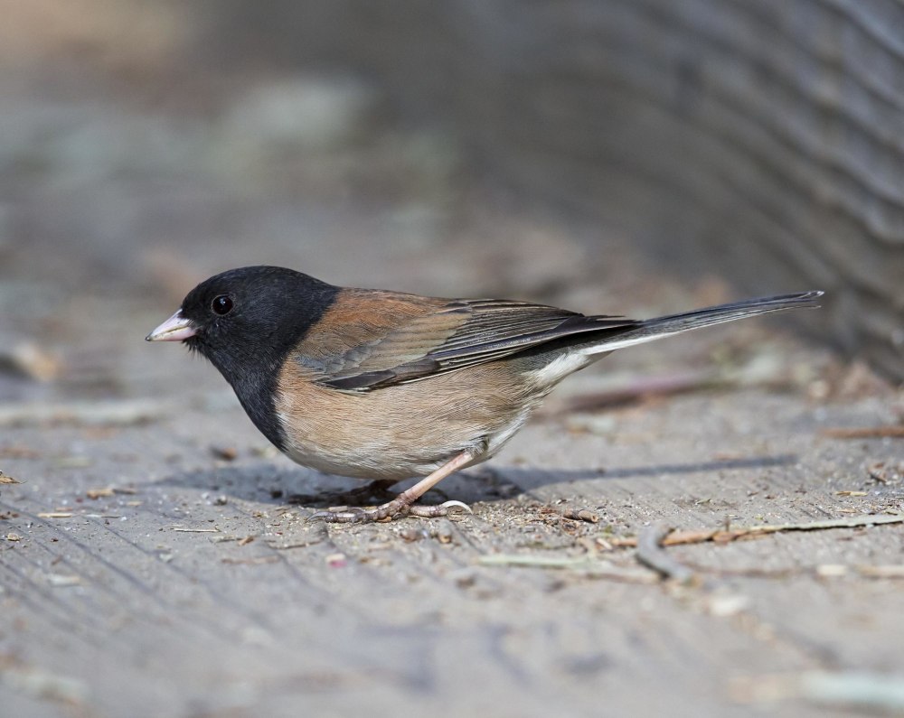 Junco hyemalis