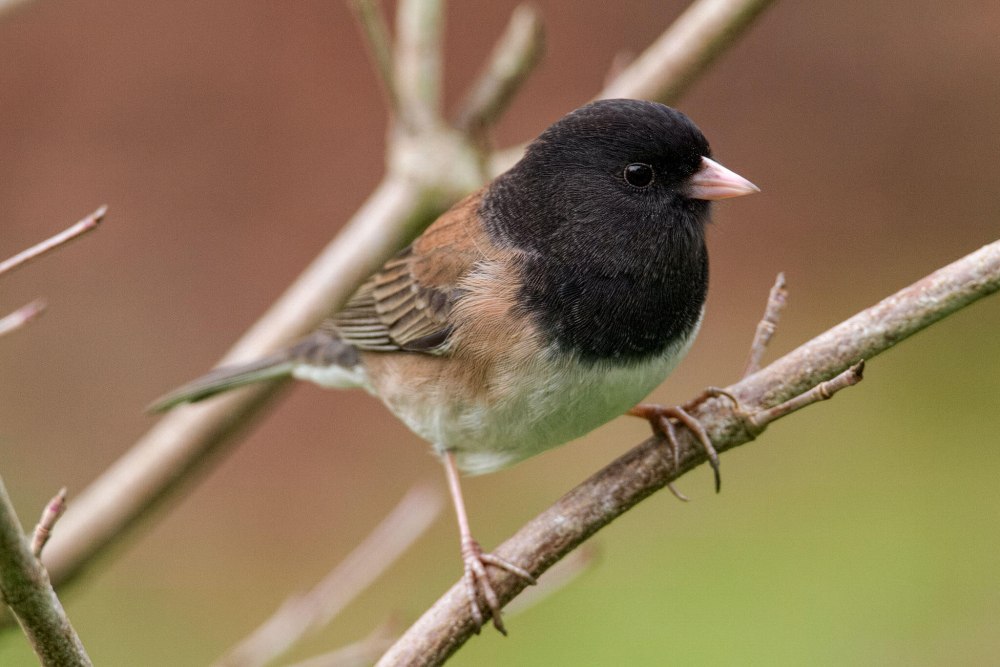 Dark-eyed Junco