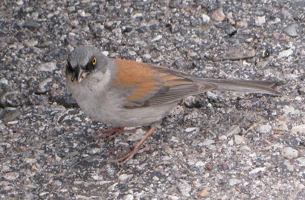 Volcano Junco (пёстрый Юнко)