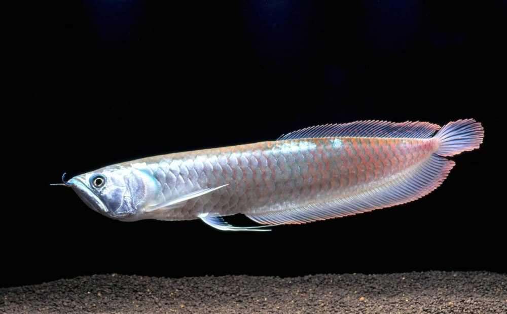 Аравана Osteoglossum bicirrhosum