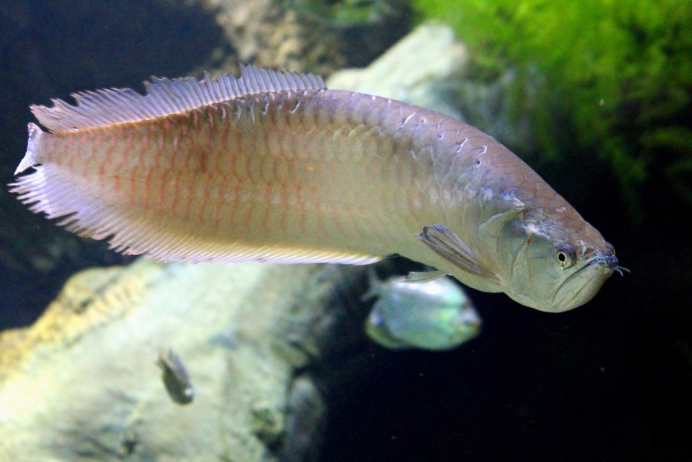 Аравана Osteoglossum bicirrhosum