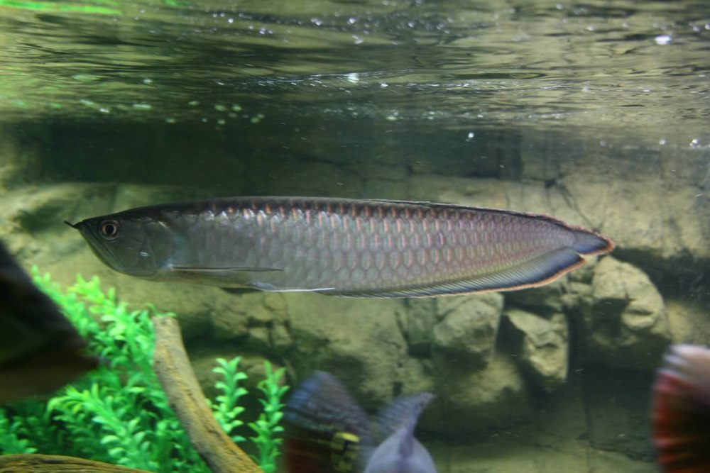 Osteoglossum ferreirai