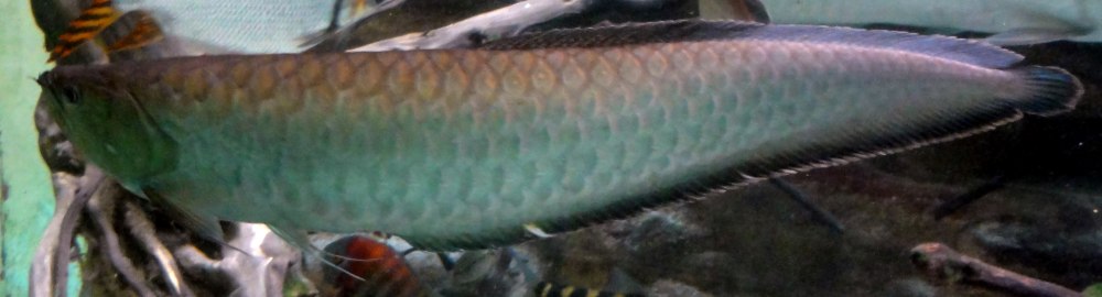 Чёрная Аравана лат Osteoglossum ferreirai