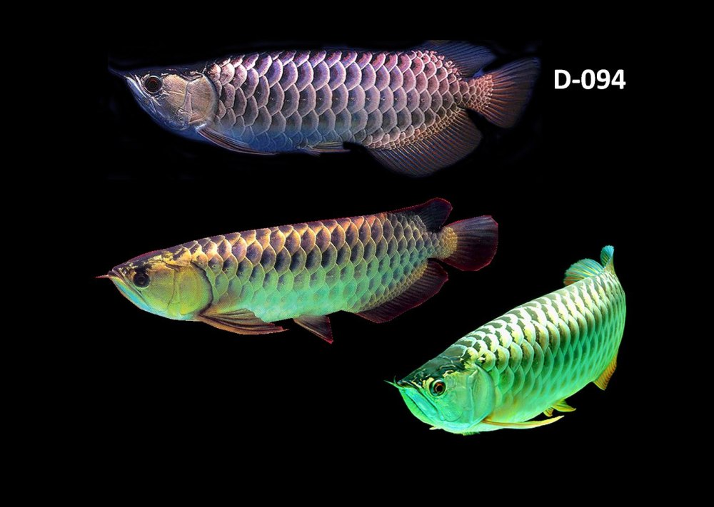 Red Tail Golden Arowana