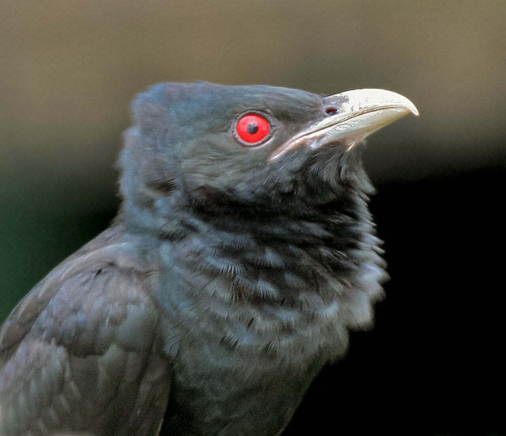 Asian Koel