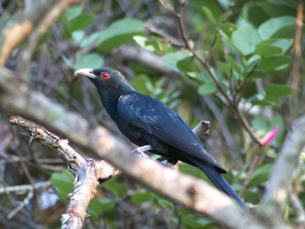 Asian Koel