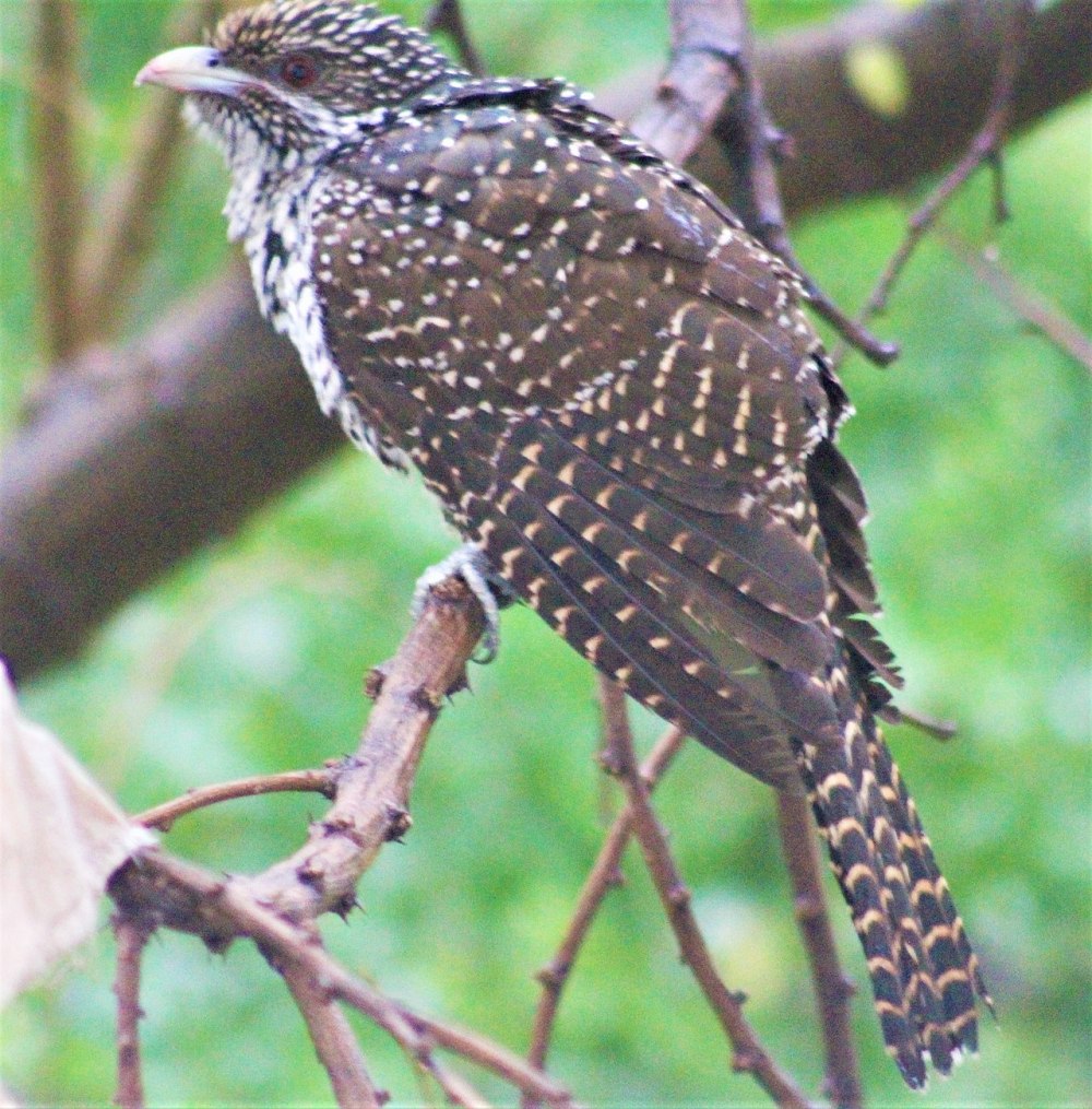 Eudynamys scolopaceus