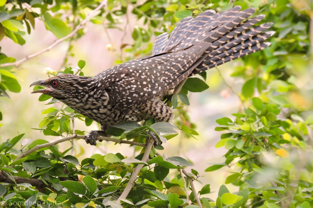 Eudynamys scolopaceus