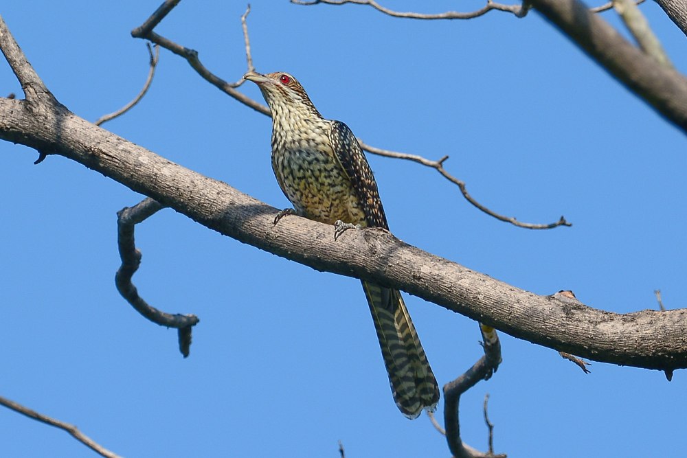 Азиатский коэль