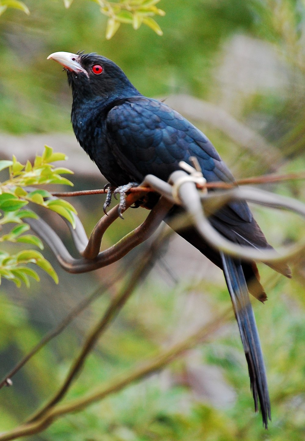 Eudynamys scolopaceus
