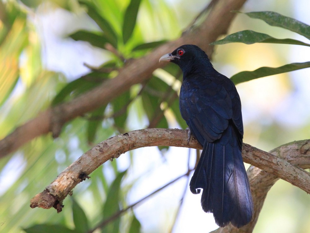 Eudynamys scolopaceus
