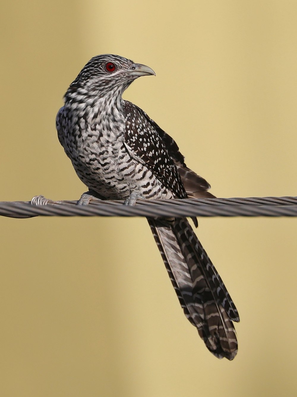 Eudynamys scolopaceus