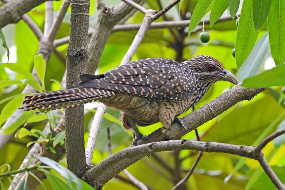 Eudynamys scolopaceus