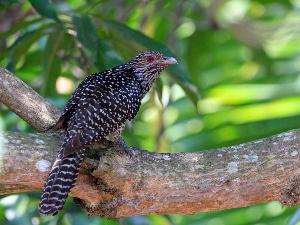 Eudynamys scolopaceus