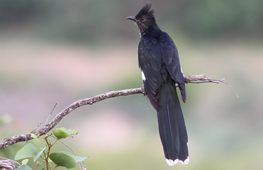 Corvus levaillantii