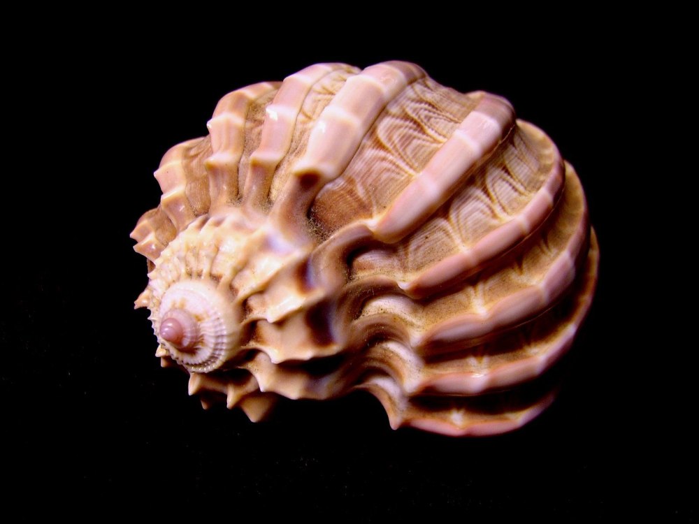 Необычные морские раковины