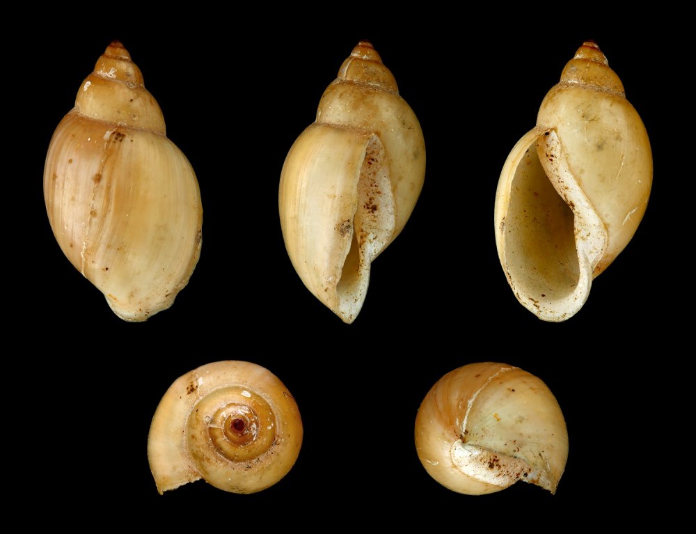 Lymnaea glutinosa