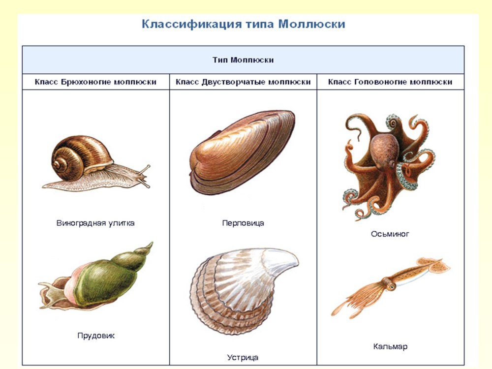 Моллюски основные представители