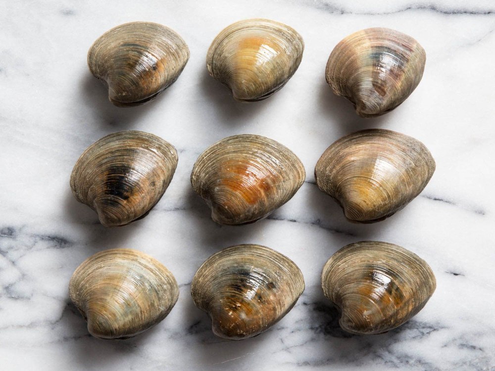 Clams моллюск