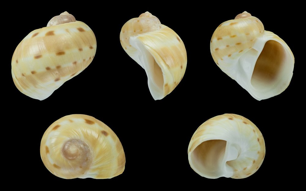 Naticidae моллюски