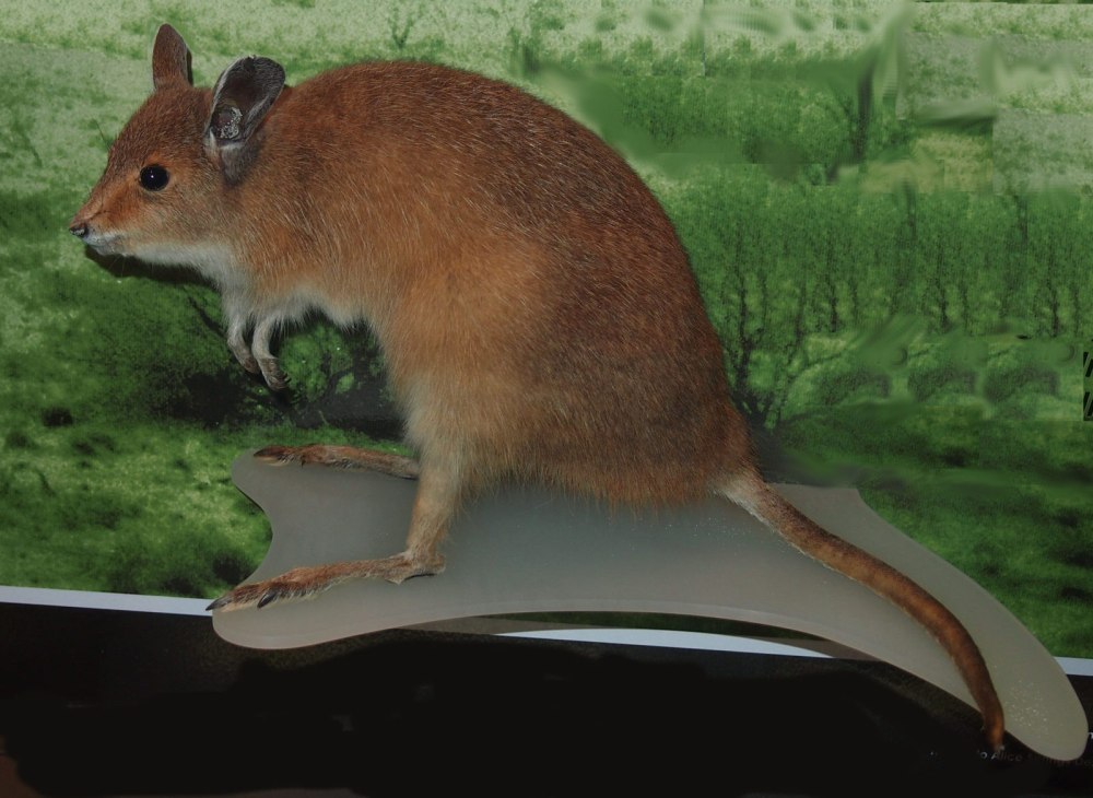 Caloprymnus Campestris