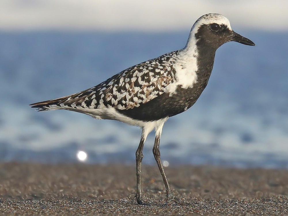 Plover Bird