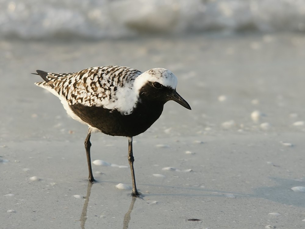 Тулес (Pluvialis squatarola) — птица семейства ржанковых