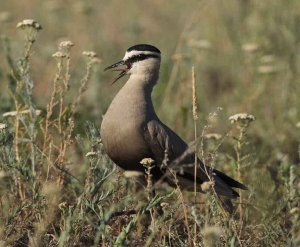 Vanellus gregarius