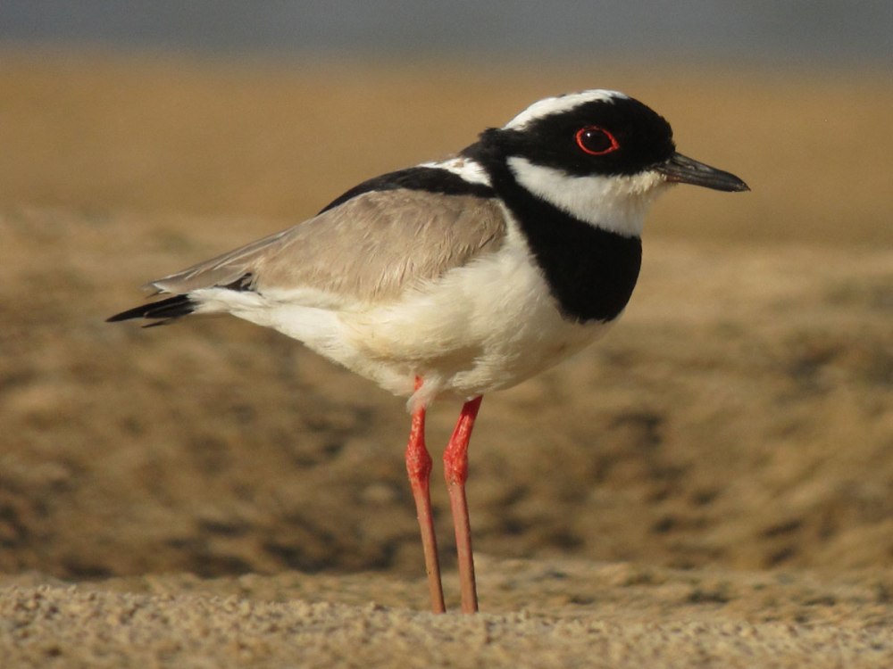 Black-headed Lapwing
