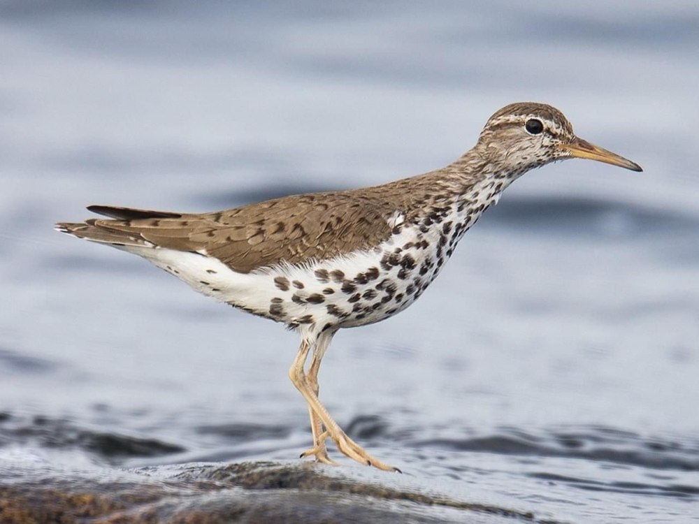Spotted Sandpiper
