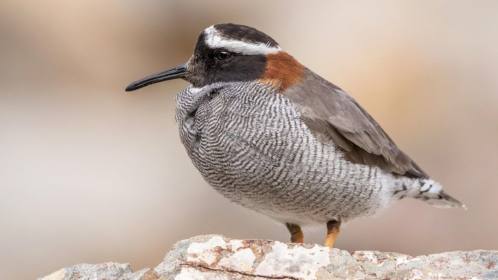 Семейство Ржанковые (Charadriidae)