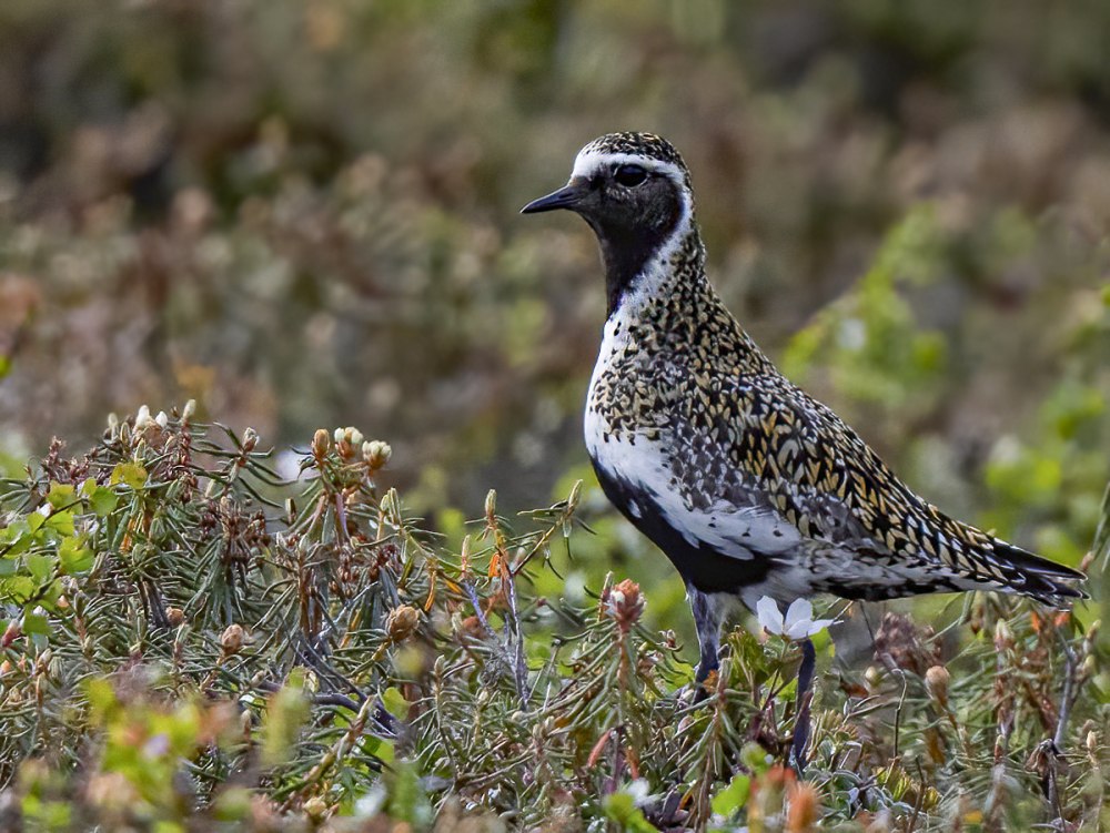 Pluvialis apricaria apricaria