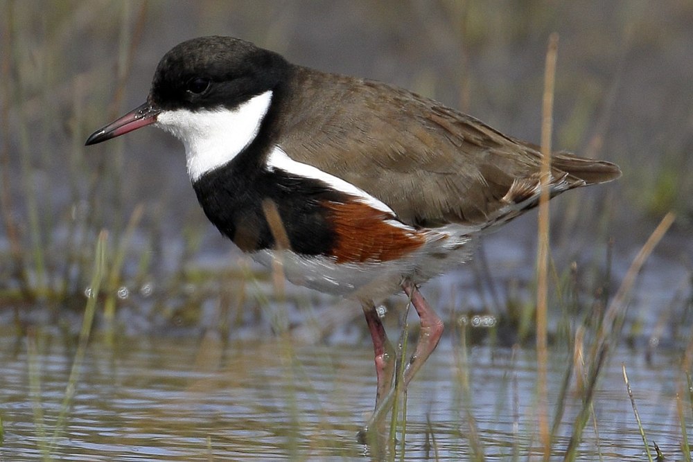 Red-Kneed Dotterels