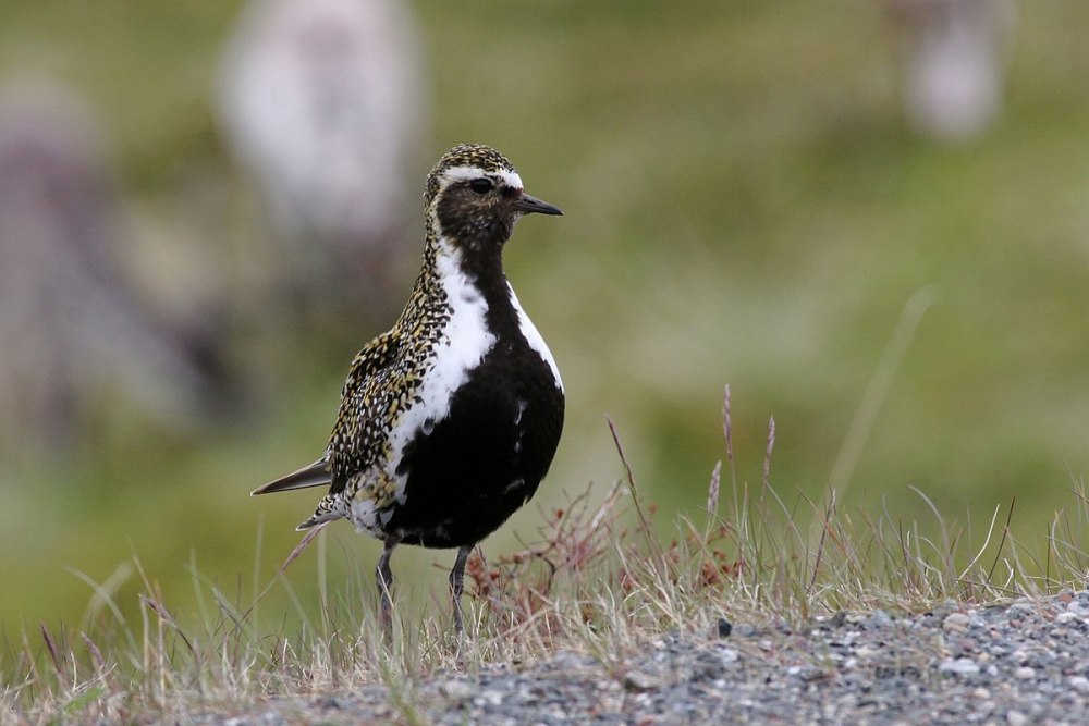 The European Golden Plover (Pluvialis apricaria),