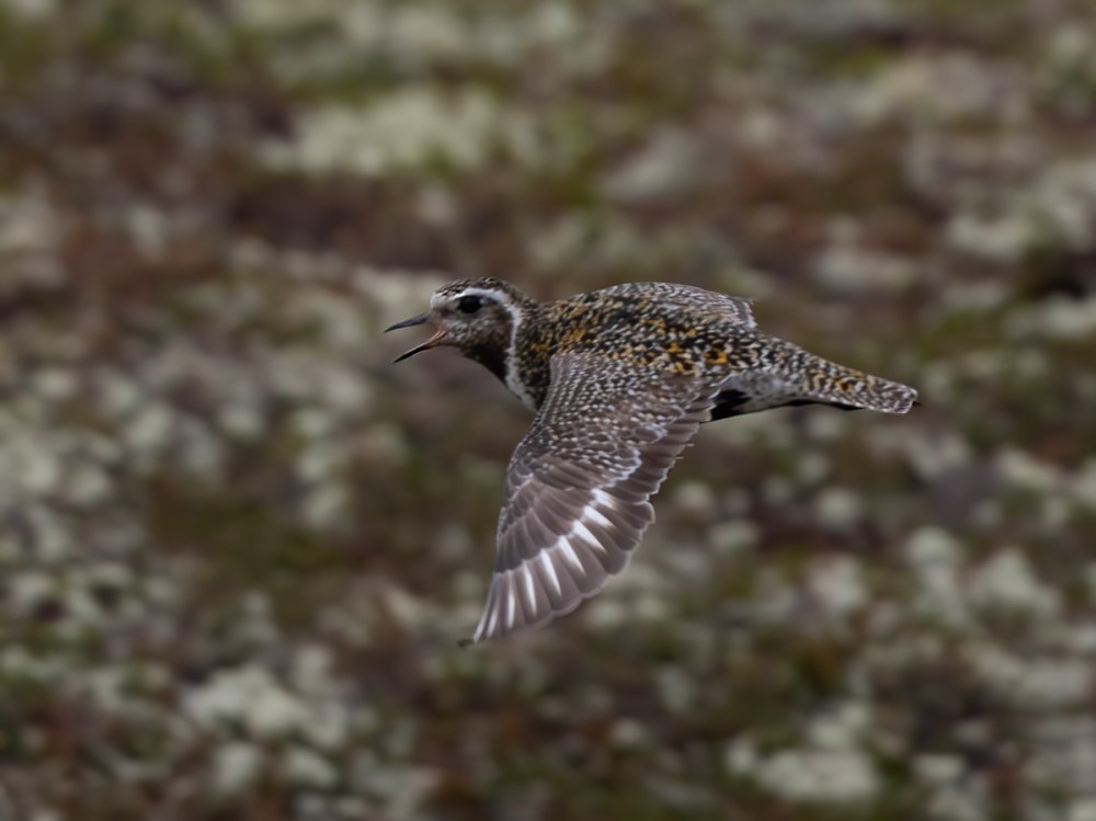 Золотистые ржанки (Pluvialis apricaria)
