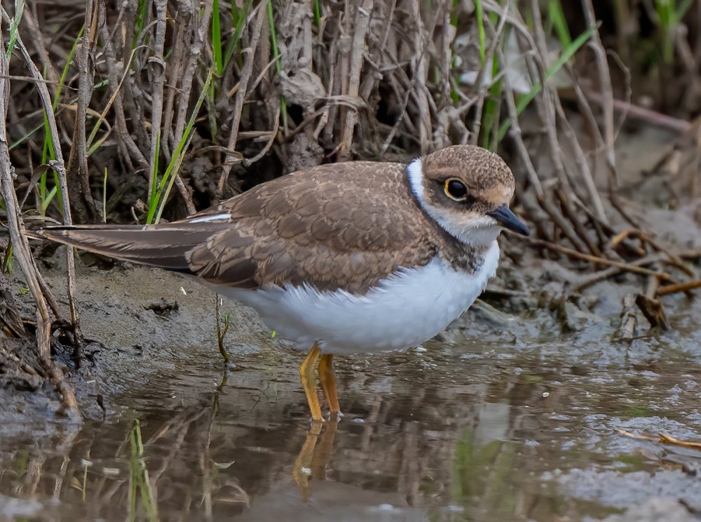 Малый зуек (Charadrius dubius Scopoli)