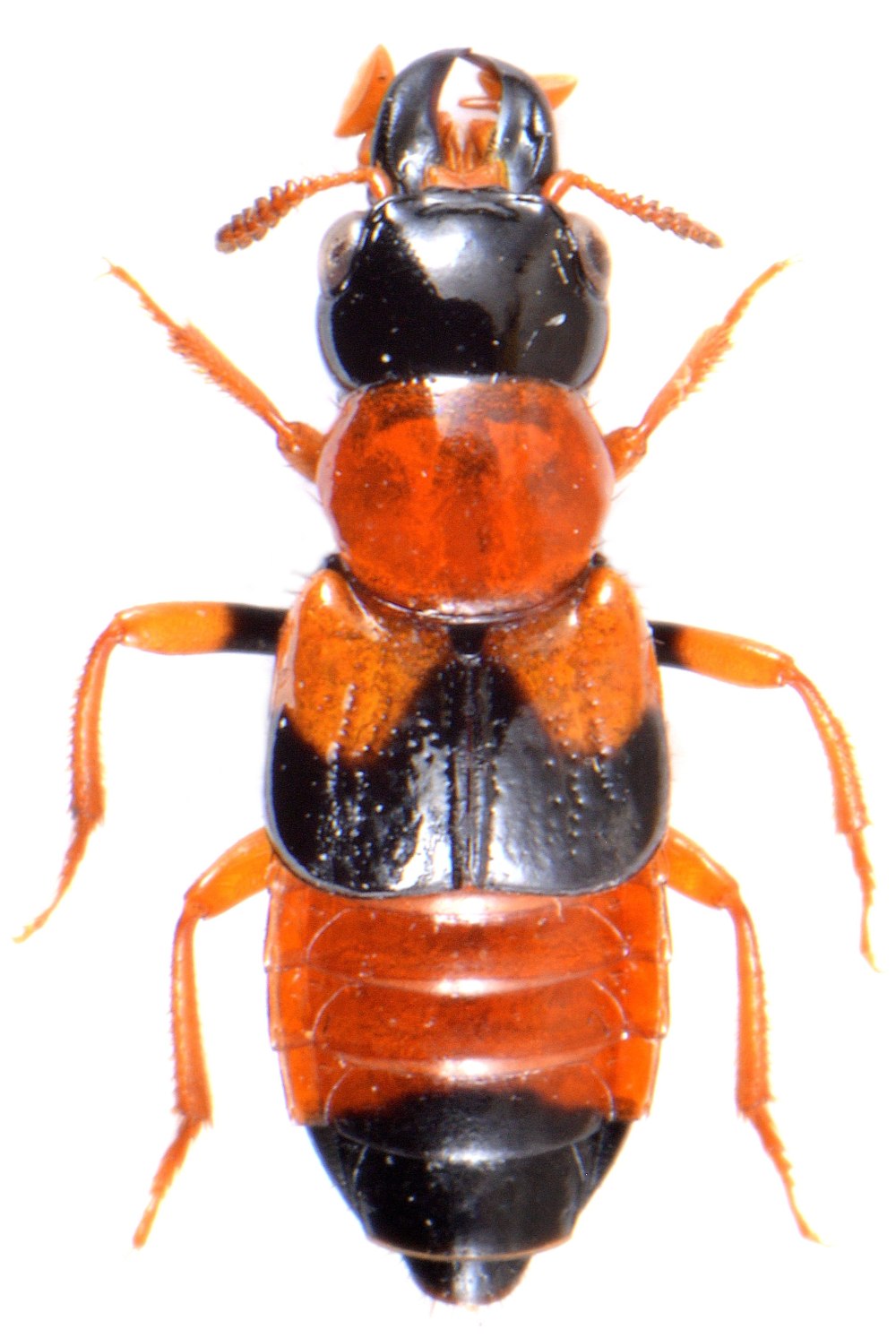 Oxyporus Rufus