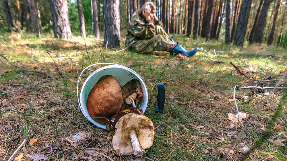 Сбор грибов