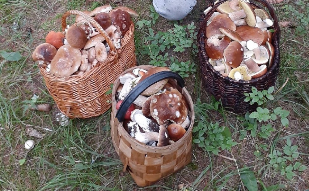 Грибы Ленобласти