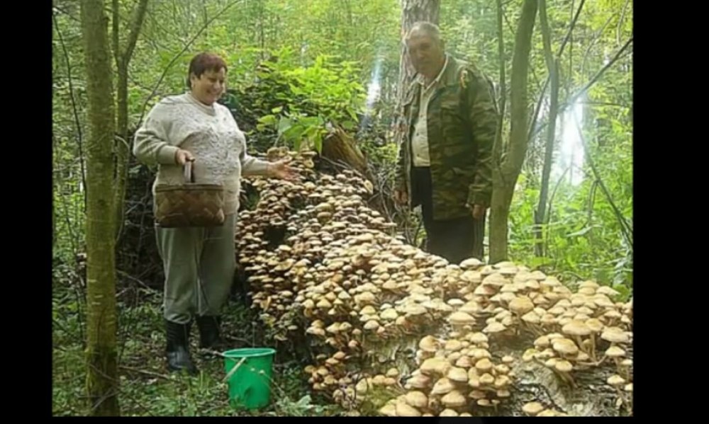 Опята осенние съедобные
